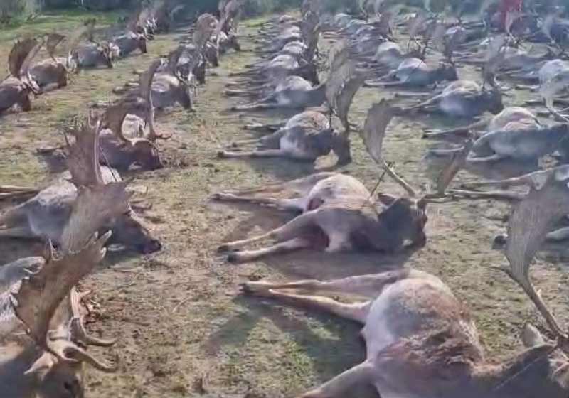 Resultado Montería El Arco 2024 Sierra España